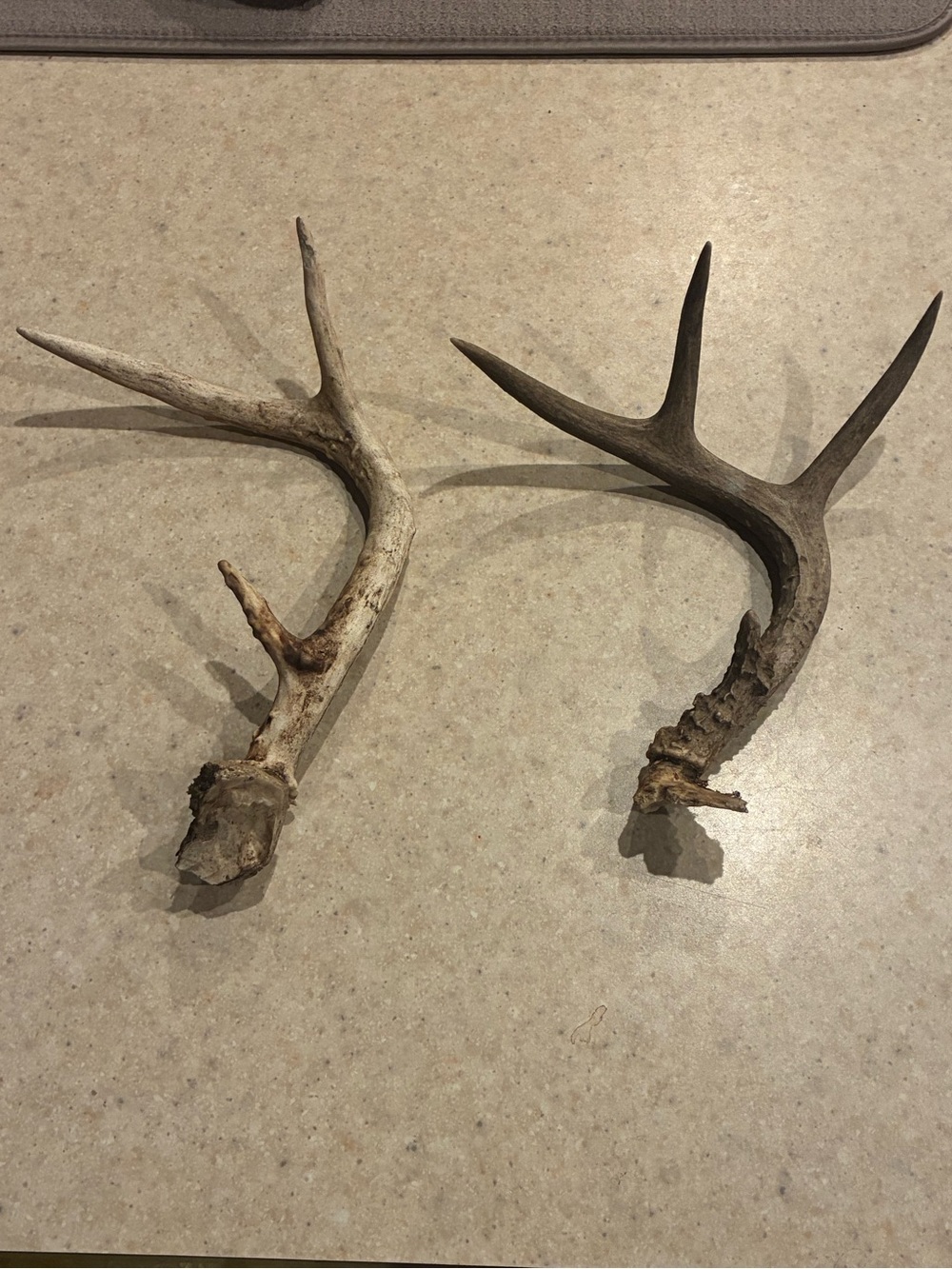 Whitetail Deer Antler Sheds